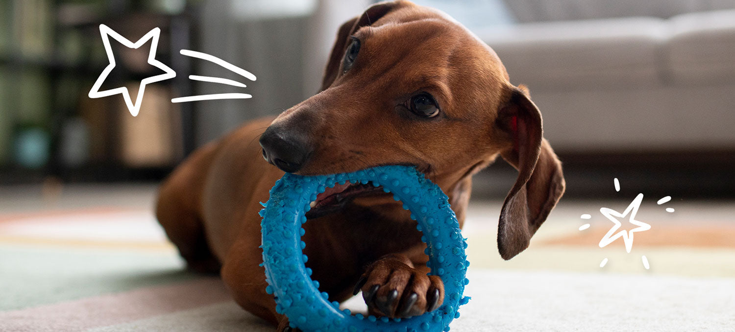 Dog playing with a blue toy