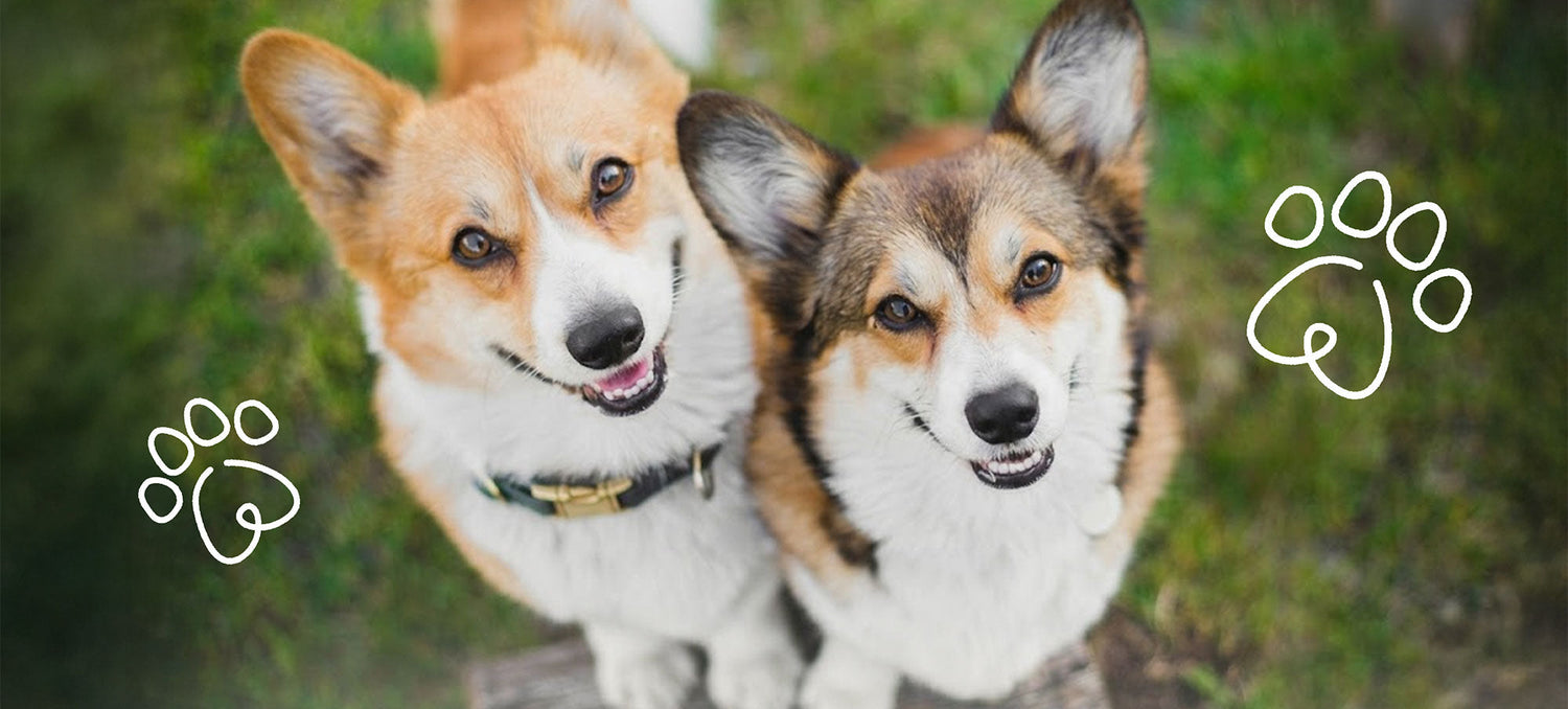 Two corgis sitting side by side