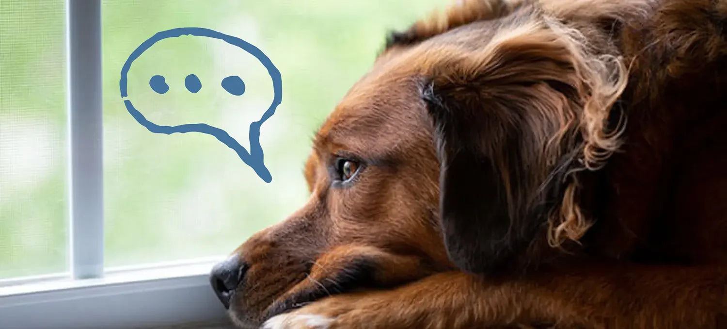 Dog looking out a window with a thought bubble icon