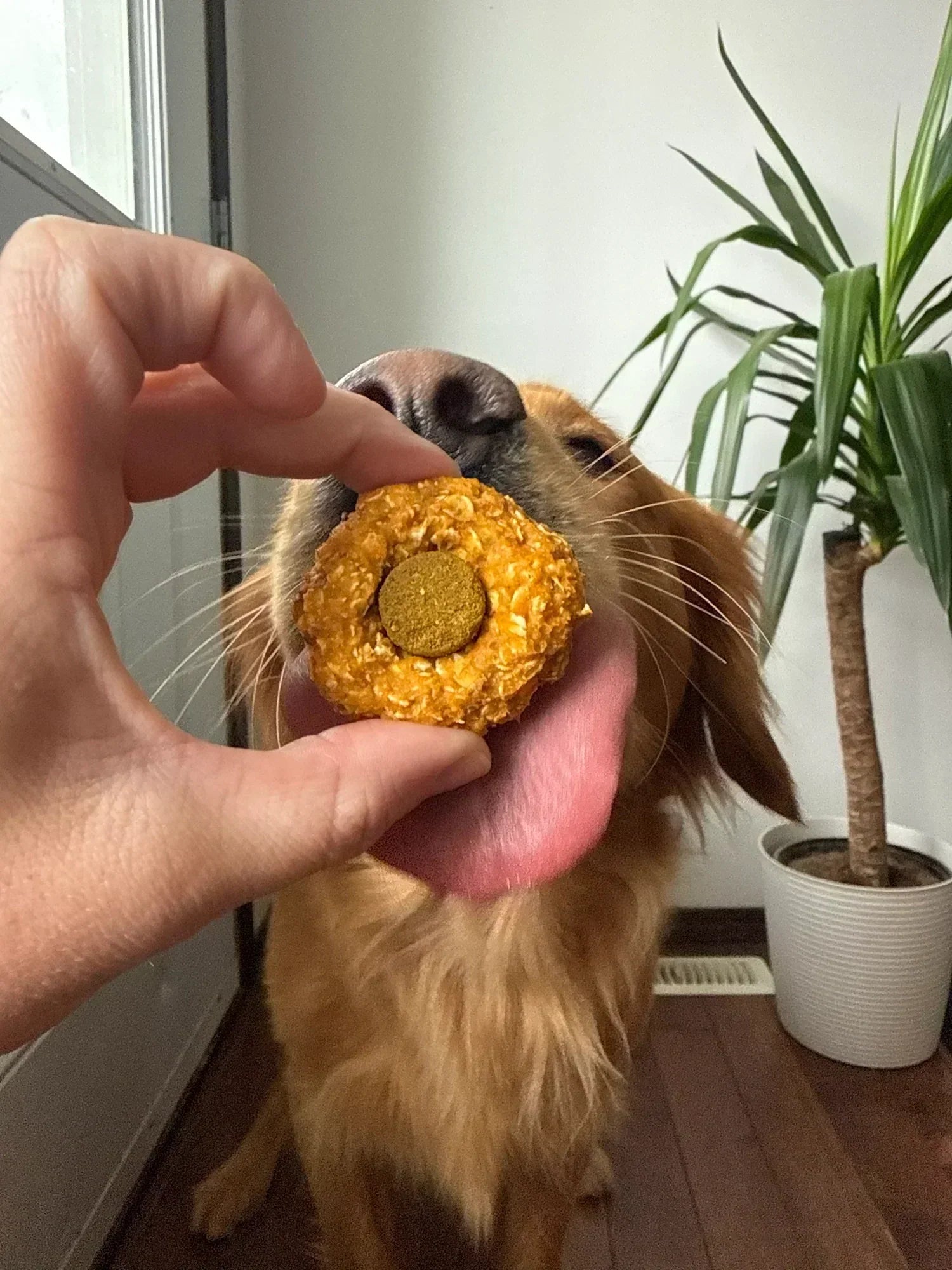 Sweet Potato Oat Mushroom Cookies
