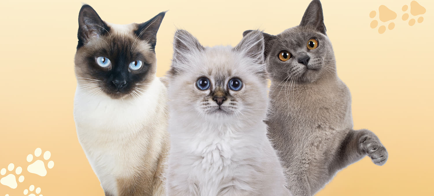 Things You’ve Been Told About Cats That Aren’t Actually True