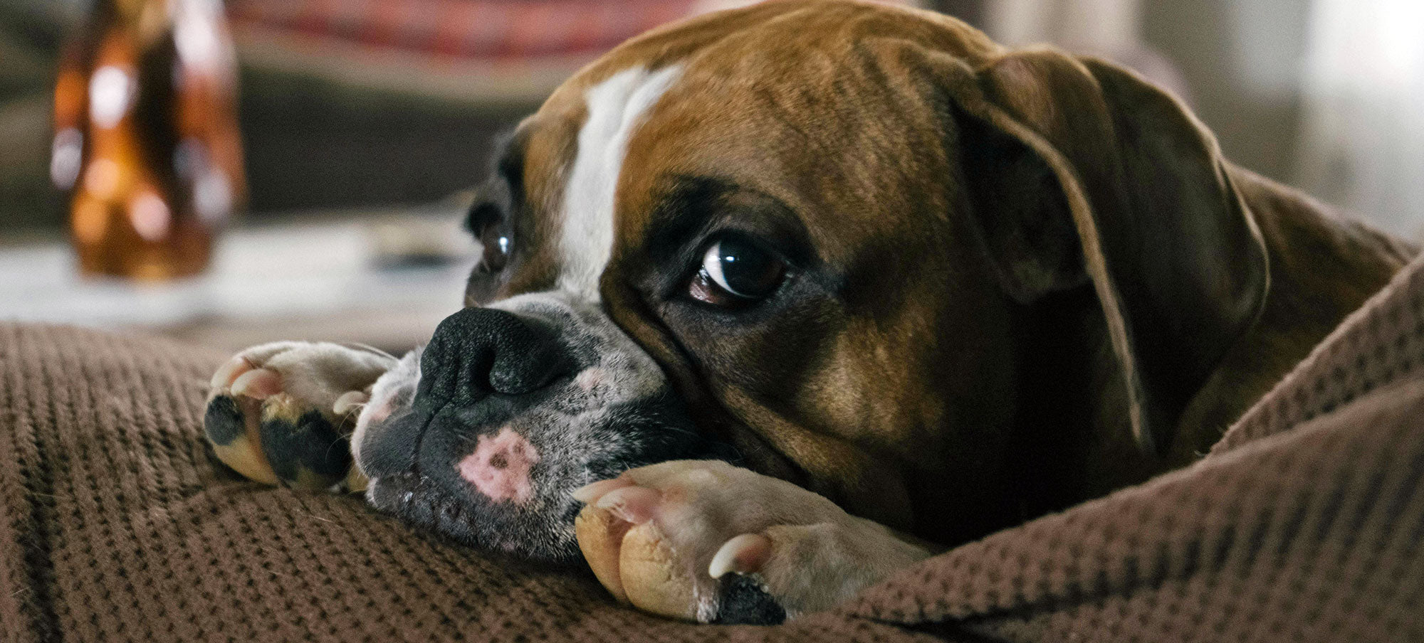 That Lump on Your Dog Probably Isn't Cancer (But Check It Anyway)