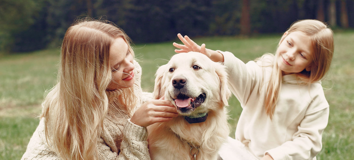Dog's Bad Breath Be a Sign of Illness