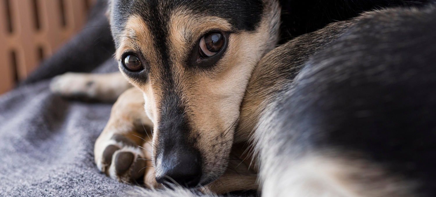 Why Is My Dog Limping