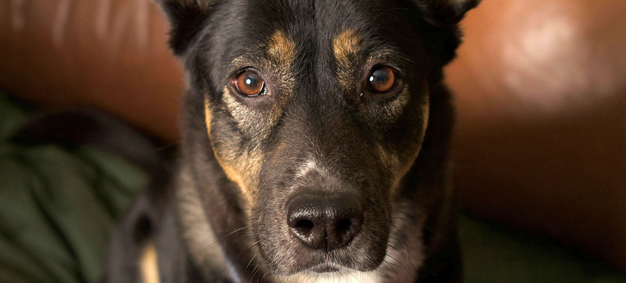 Why Your Healthy Dog Will Struggle to Walk in 5 Years