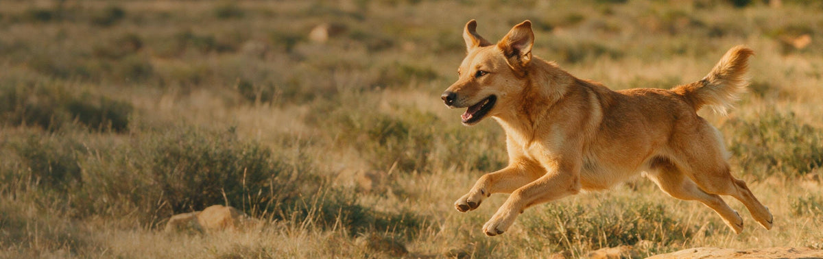 A golden retriever dog running across a dry grassy field in warm sunlight.