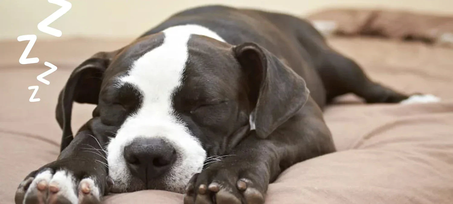 Dog sleeping on a cushion with a relaxed expression