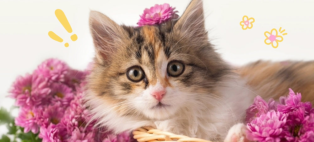 Kitten with pink flowers