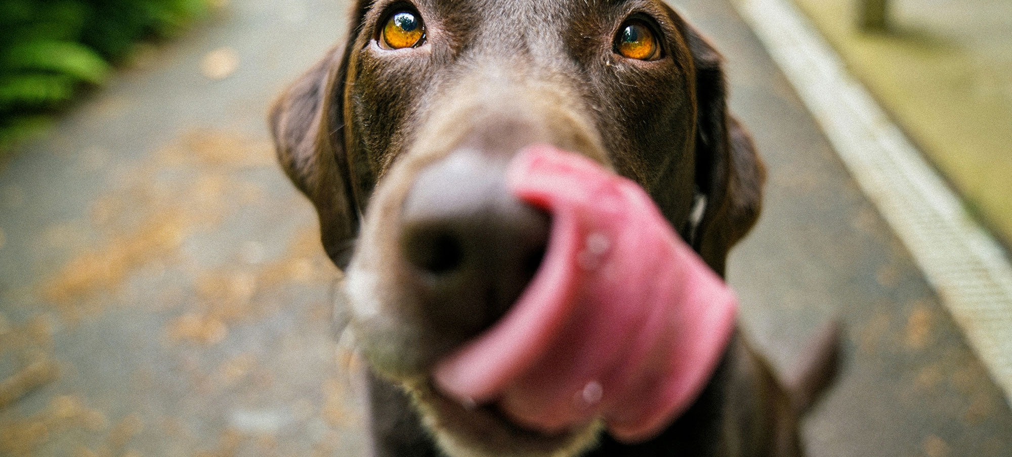 Your Dog Isn’t Being Dramatic