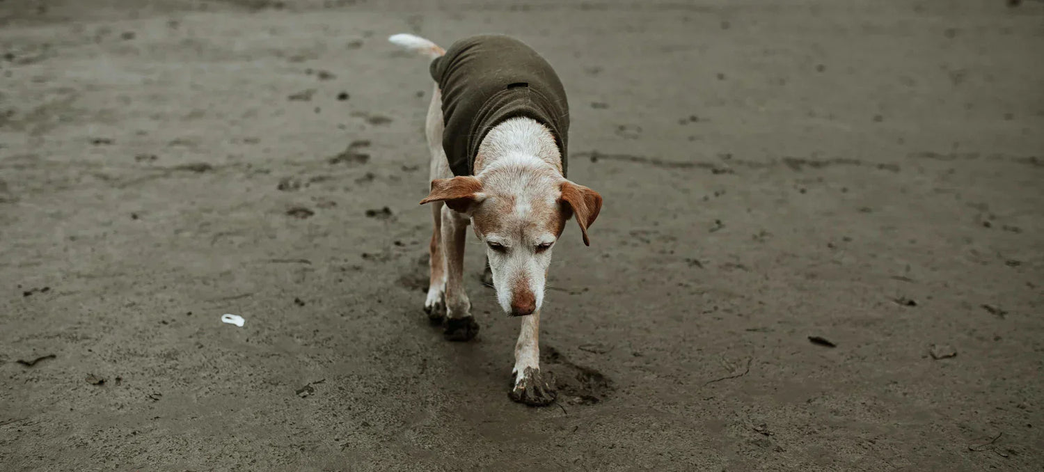 What 'Preventative Care' Actually Means for Dogs