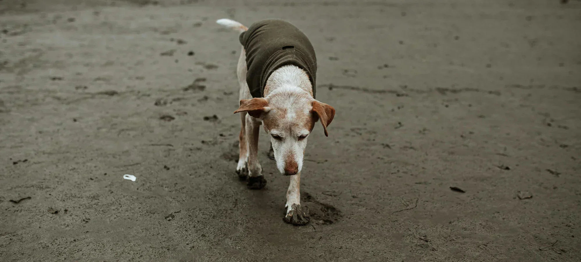 What 'Preventative Care' Actually Means for Dogs