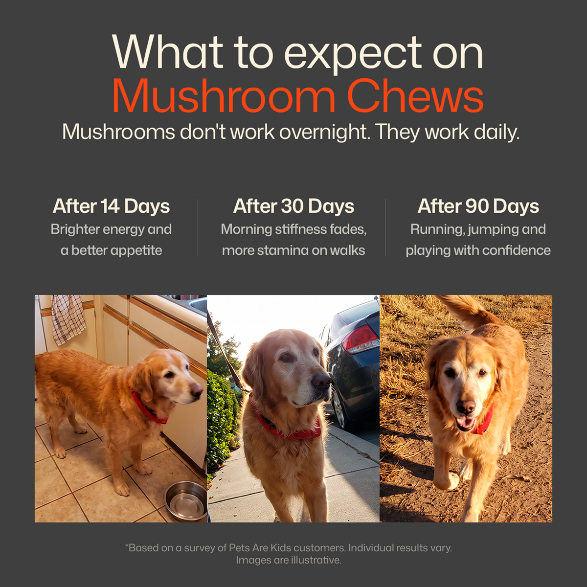 Mushroom Chews
