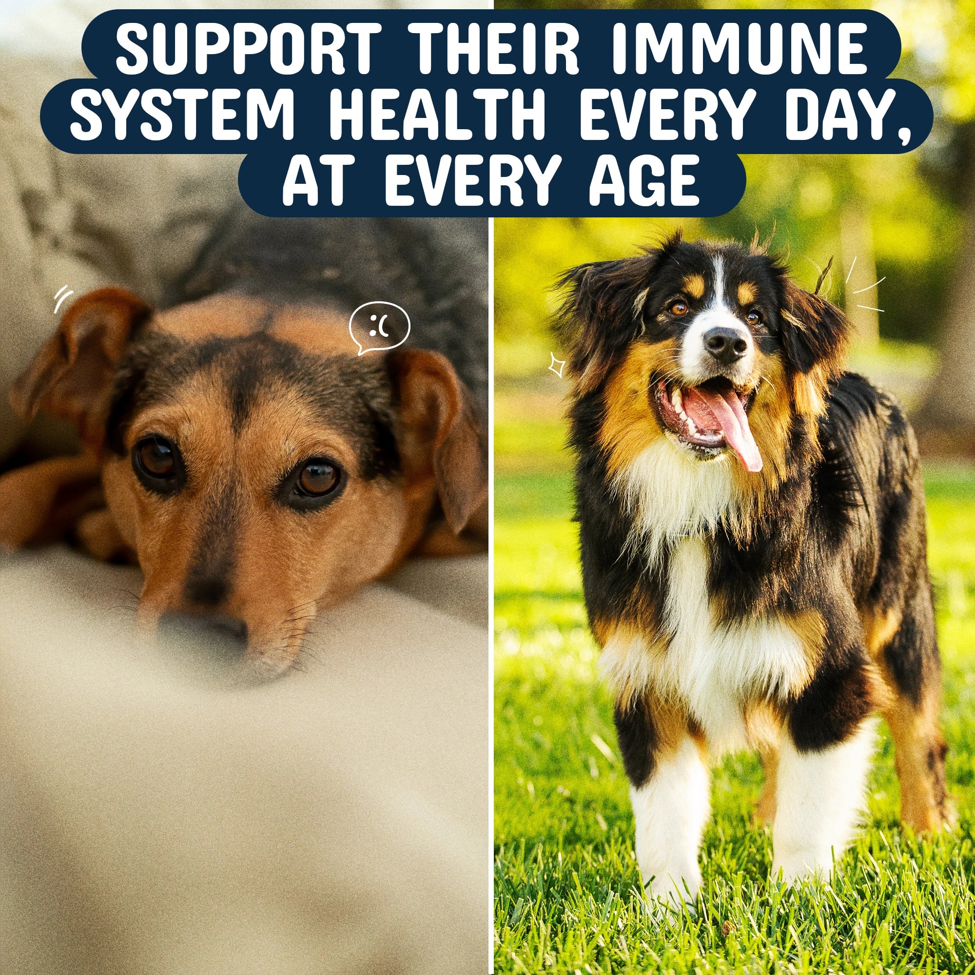Support immune system health