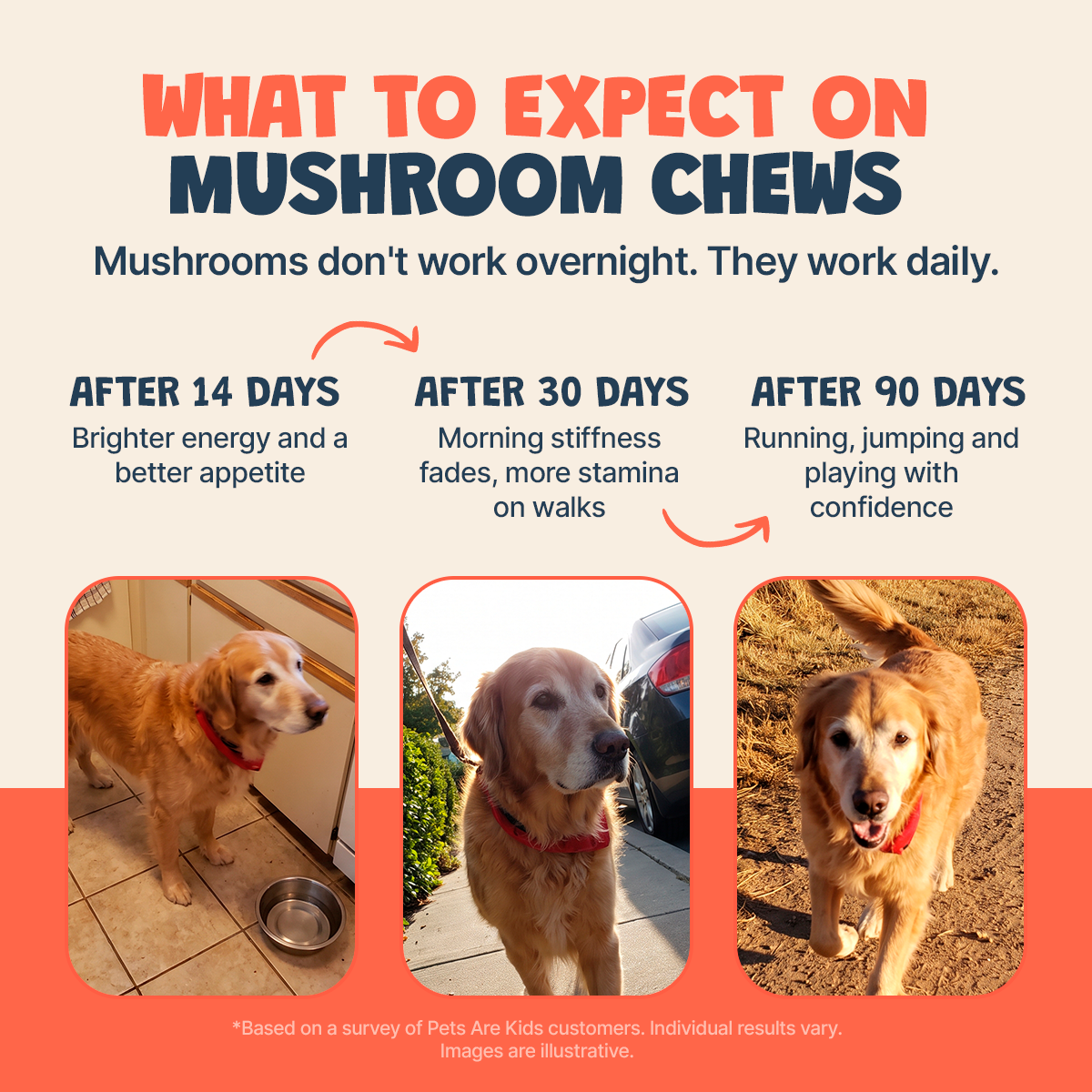 Mushroom Chews (60ct)