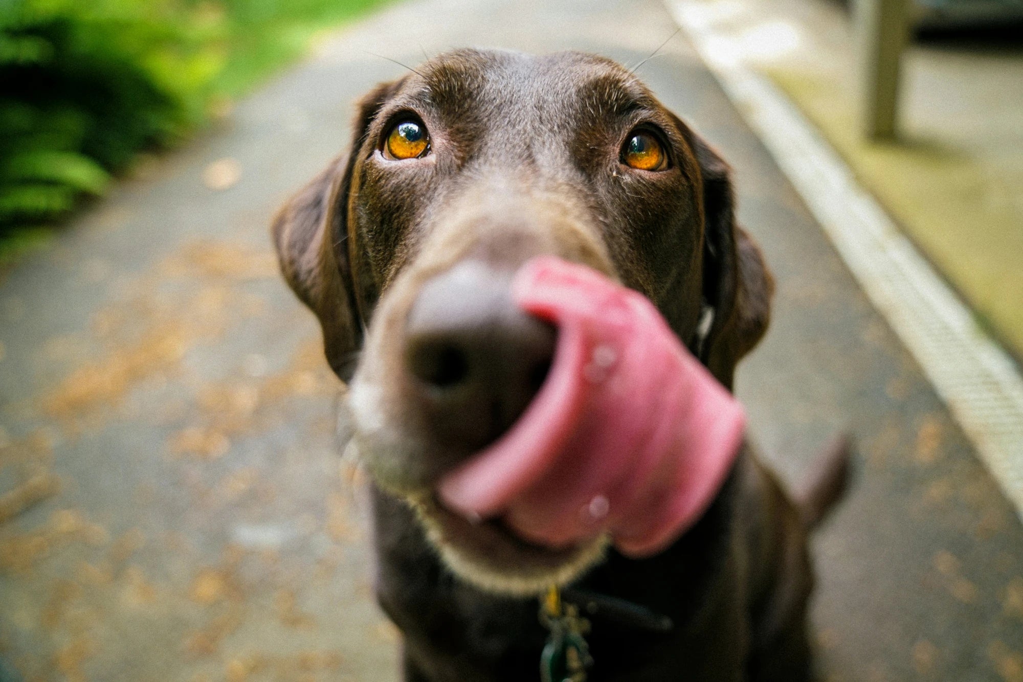 Dog with tongue out on a path outdoors